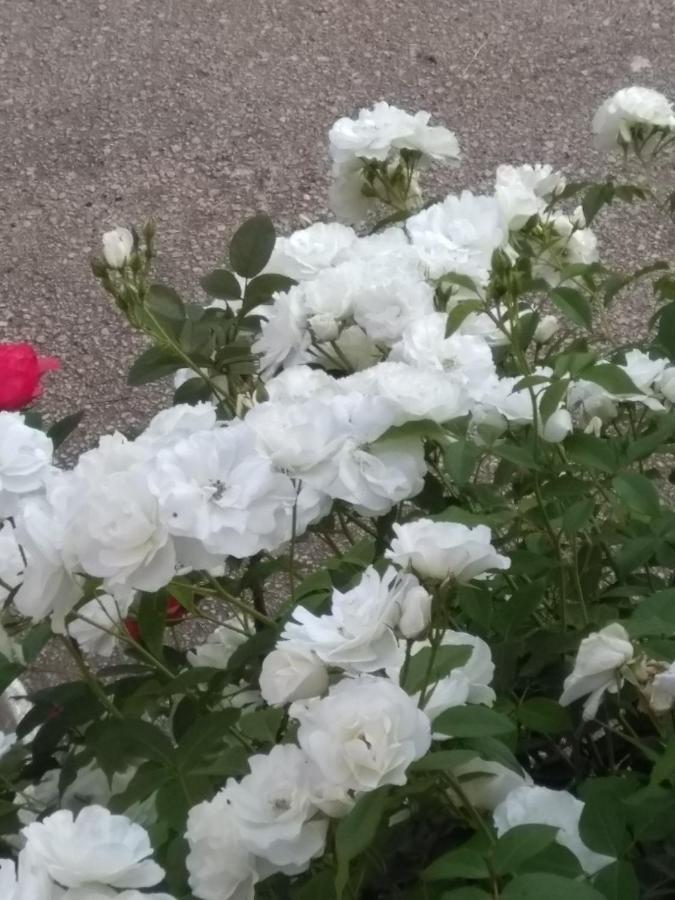 App Lidia Διαμέρισμα Grožnjan Εξωτερικό φωτογραφία